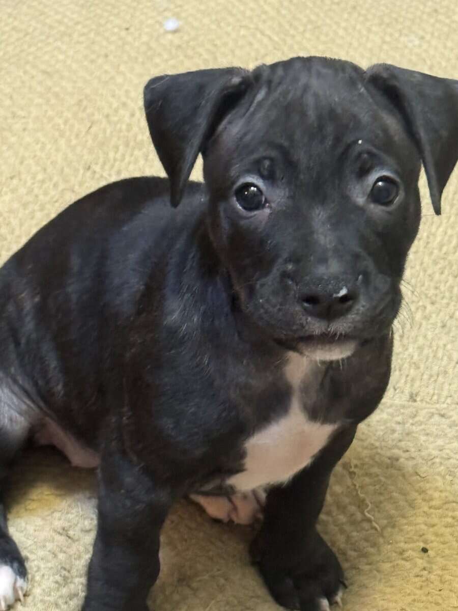 Pitbull Puppies image 2