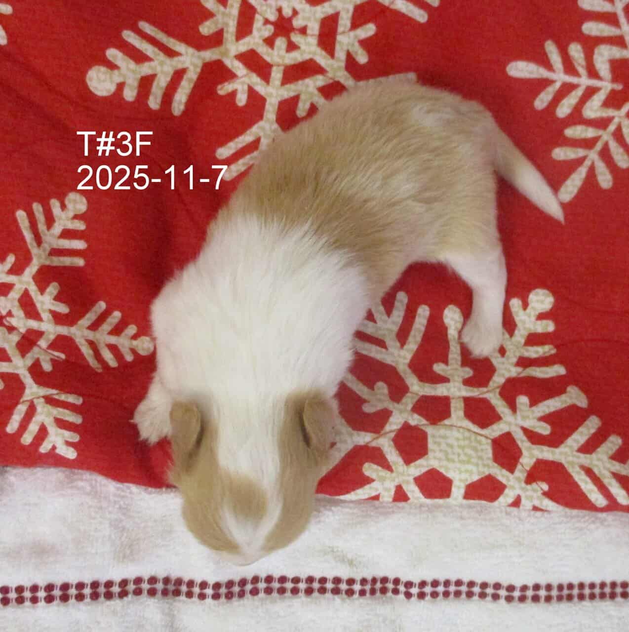 AKC Shetland Sheep Dog Puppies image 6