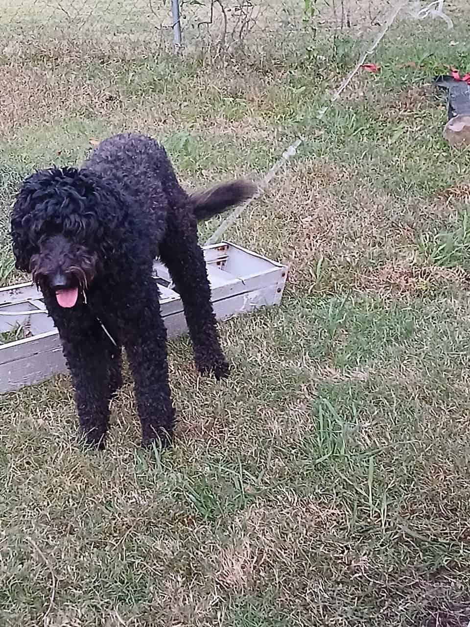 4yr old female labradoodle image 1