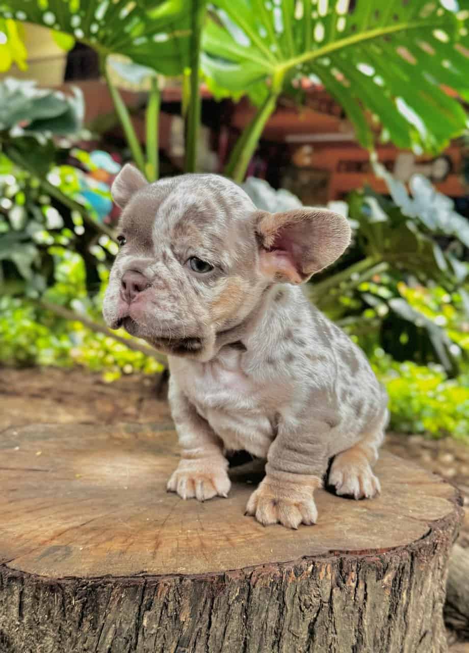 French Bulldogs image 2