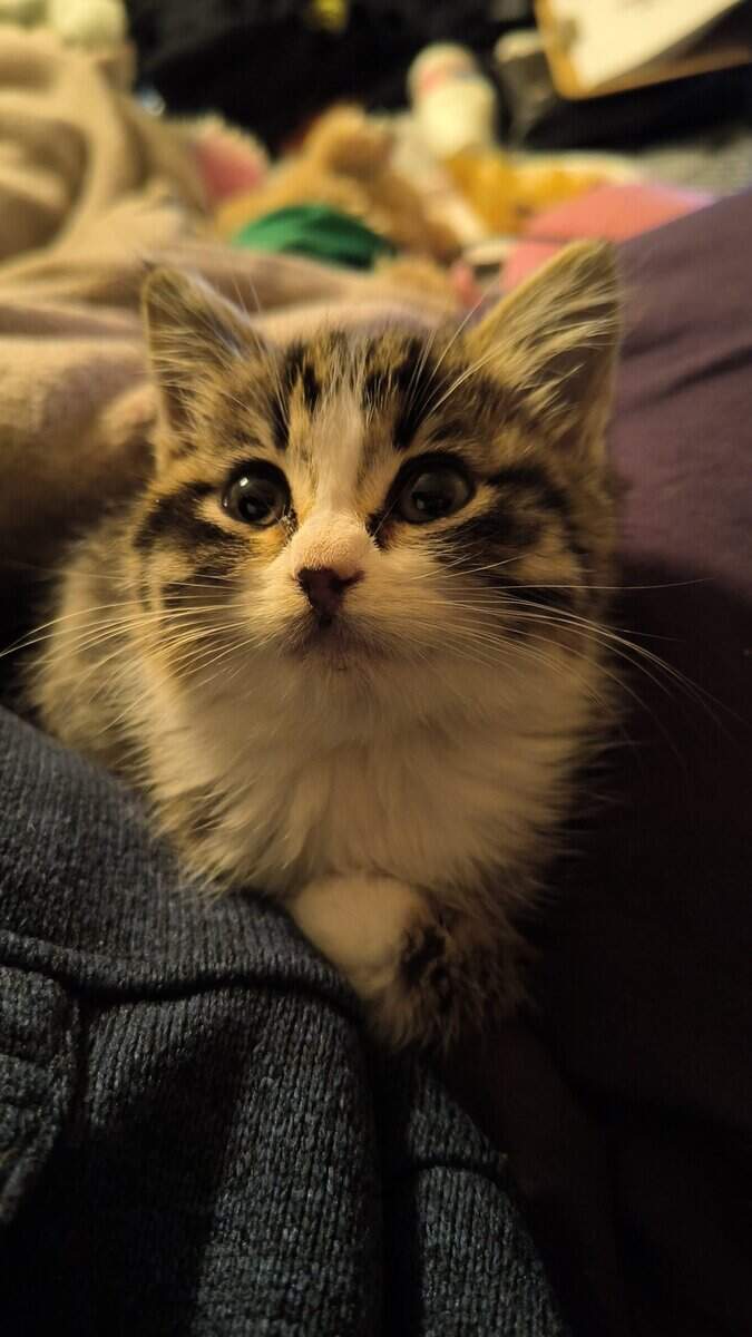 Rehoming 5-6 week old kitten image 2