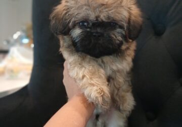 Shihtzu puppies