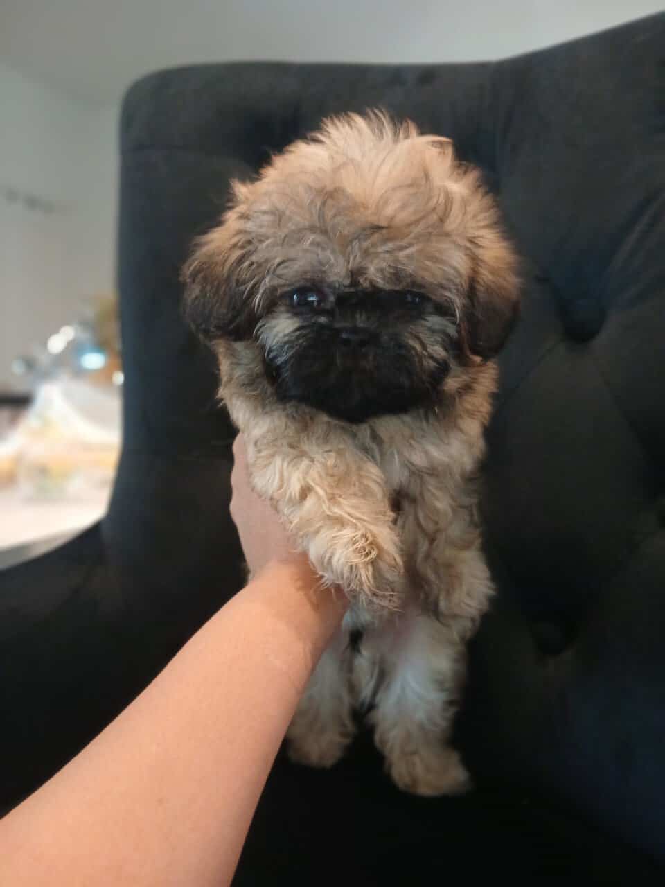 Shihtzu puppies image 1