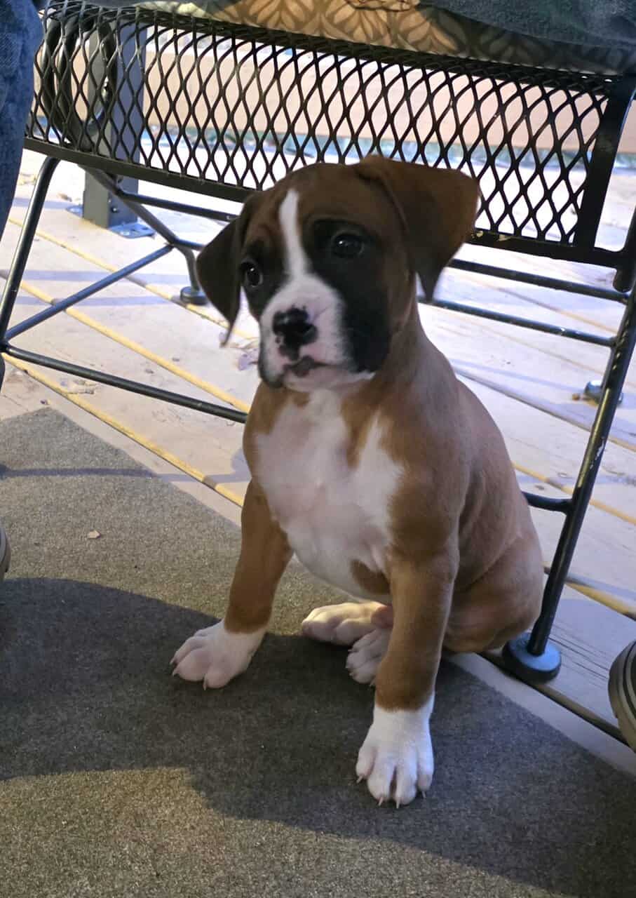 Boxer Puppies image 7