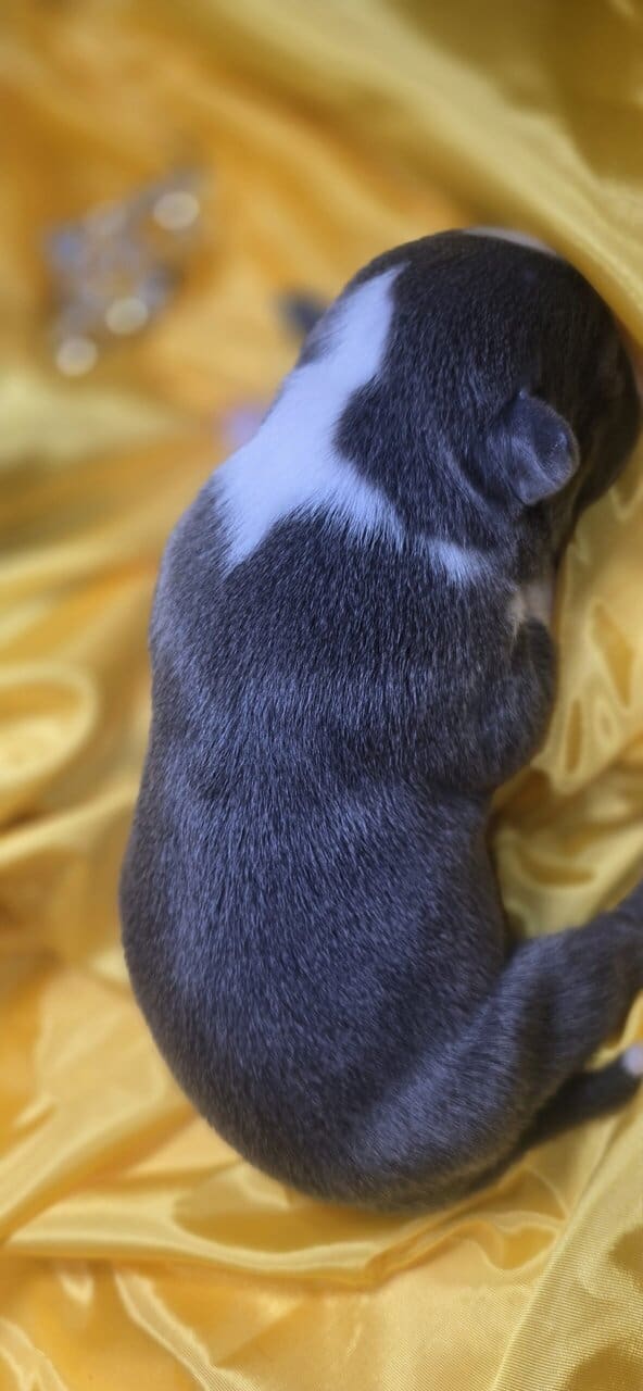 Pit bull puppies image 2