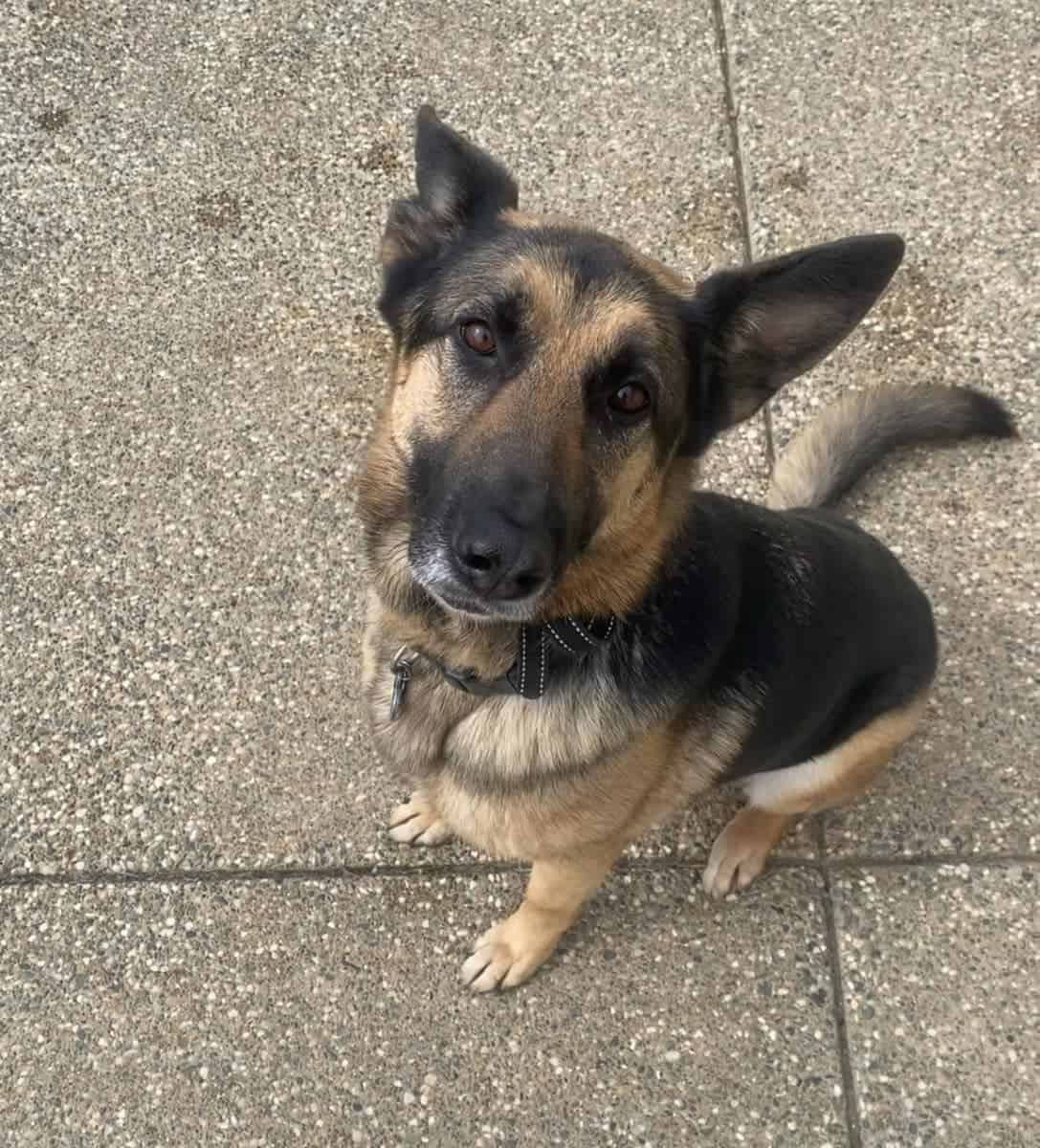 Female Shepherd image 1