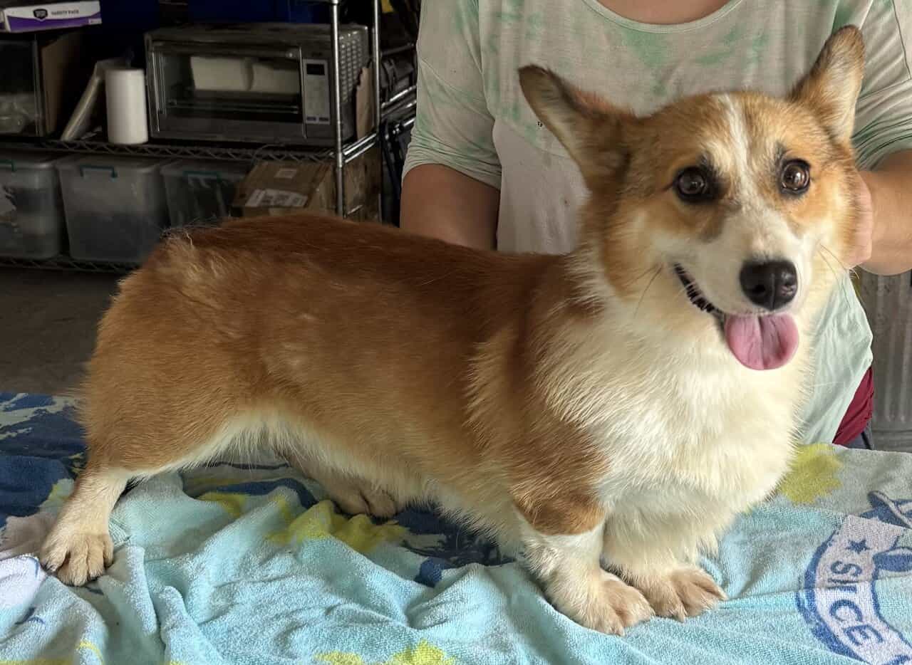 2 yr. Pembroke Welsh Corgi image 8