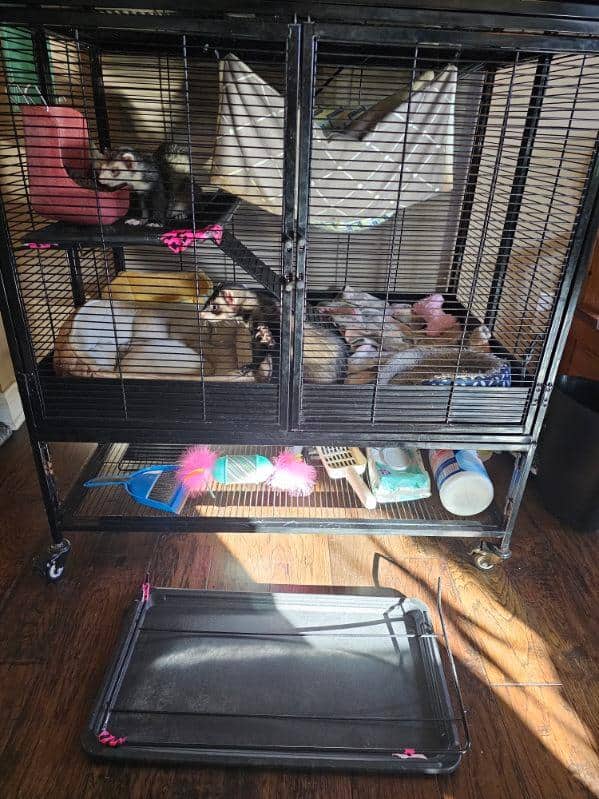 2 sweet male sibling ferrets for rehoming image 5