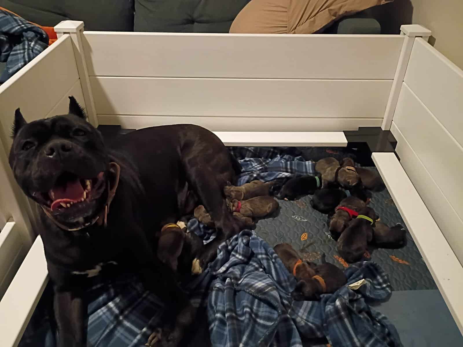 CCC's Kennel Cane Corso Puppies image 1