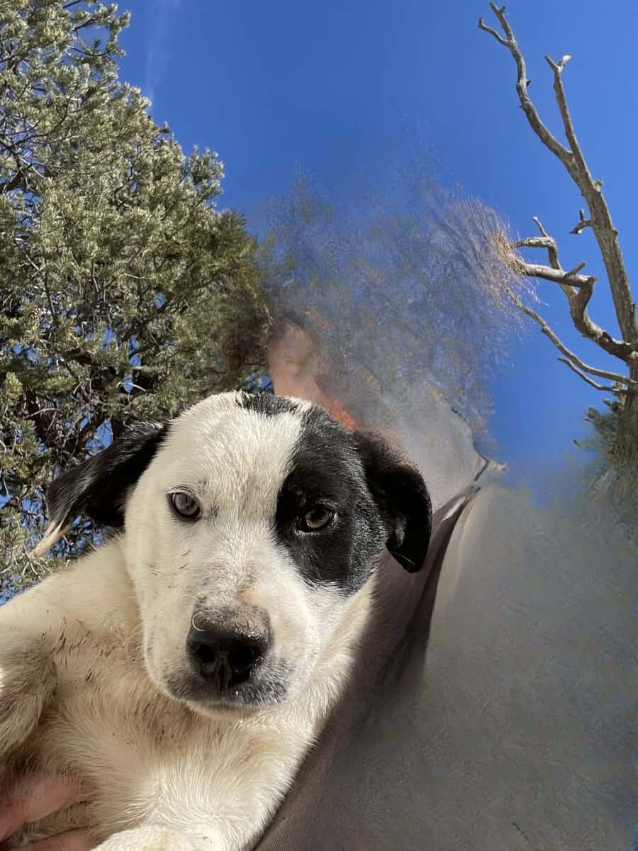 Free Puppies image 1