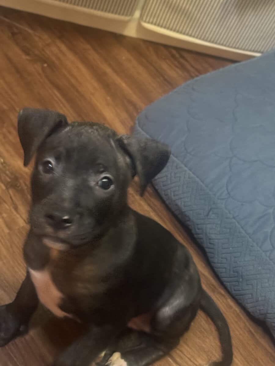 Pitbull Puppies image 15