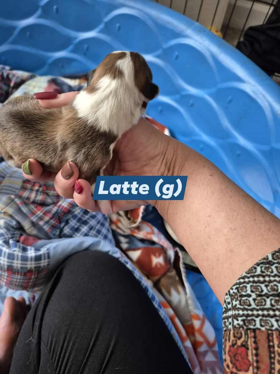 "Latte" - F- Born 11-22-2025 image 2