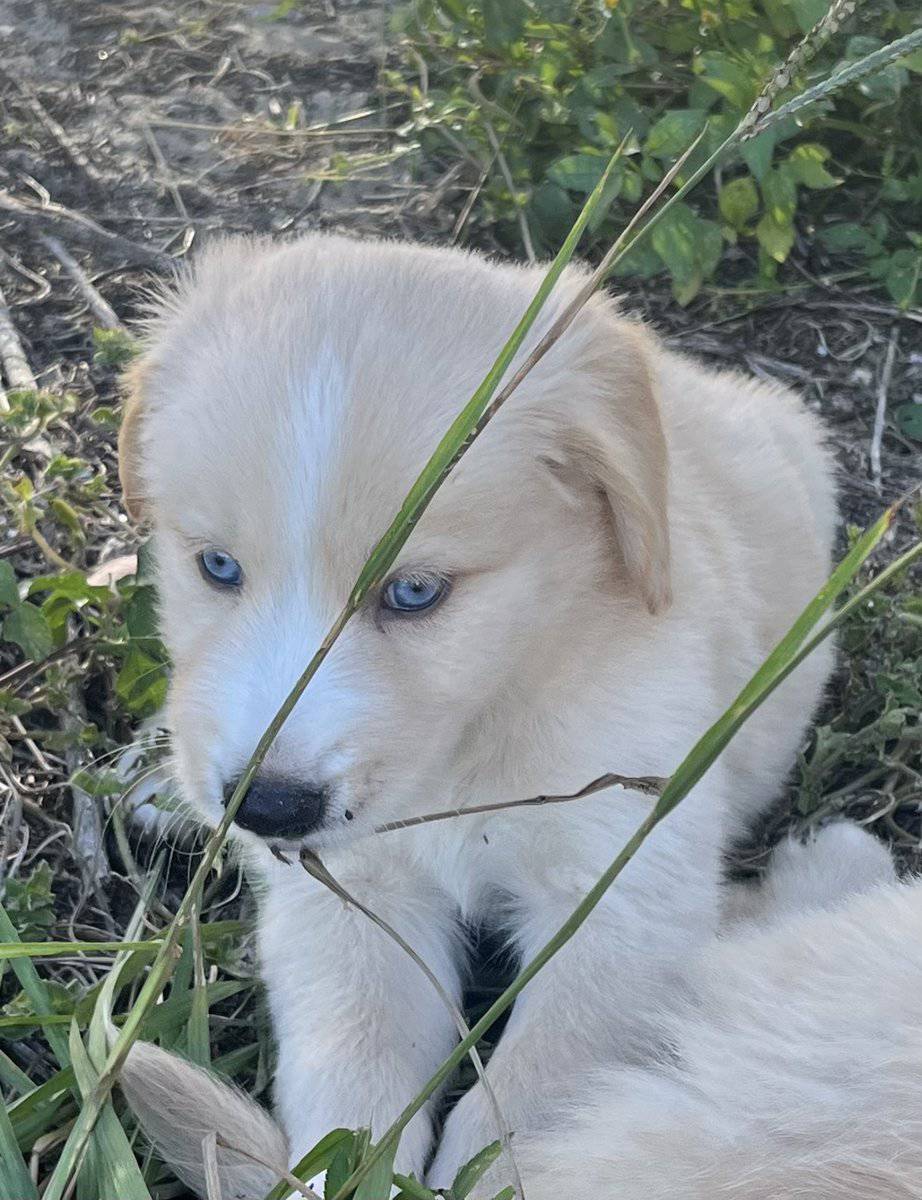 Goberian Puppies image 7