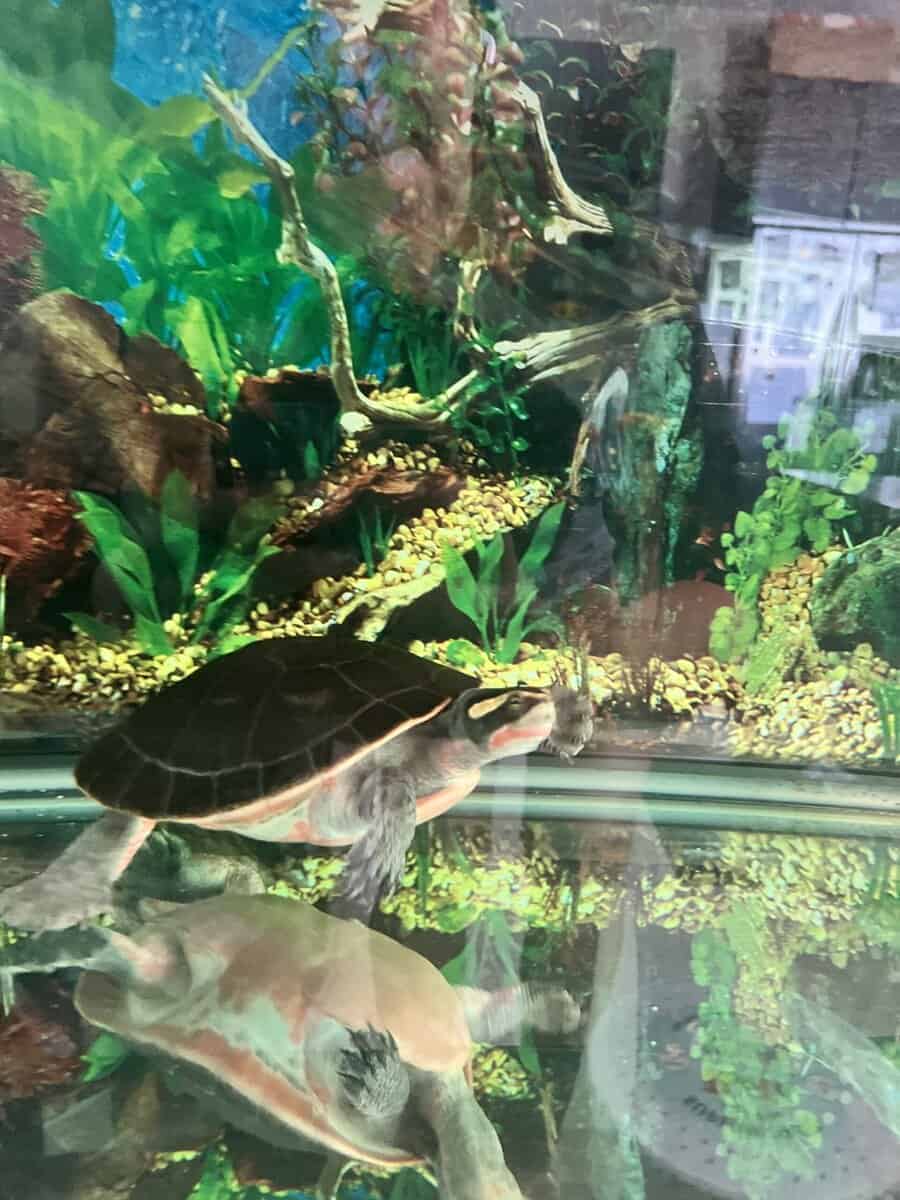 Turtles lost there mom to cancer image 19