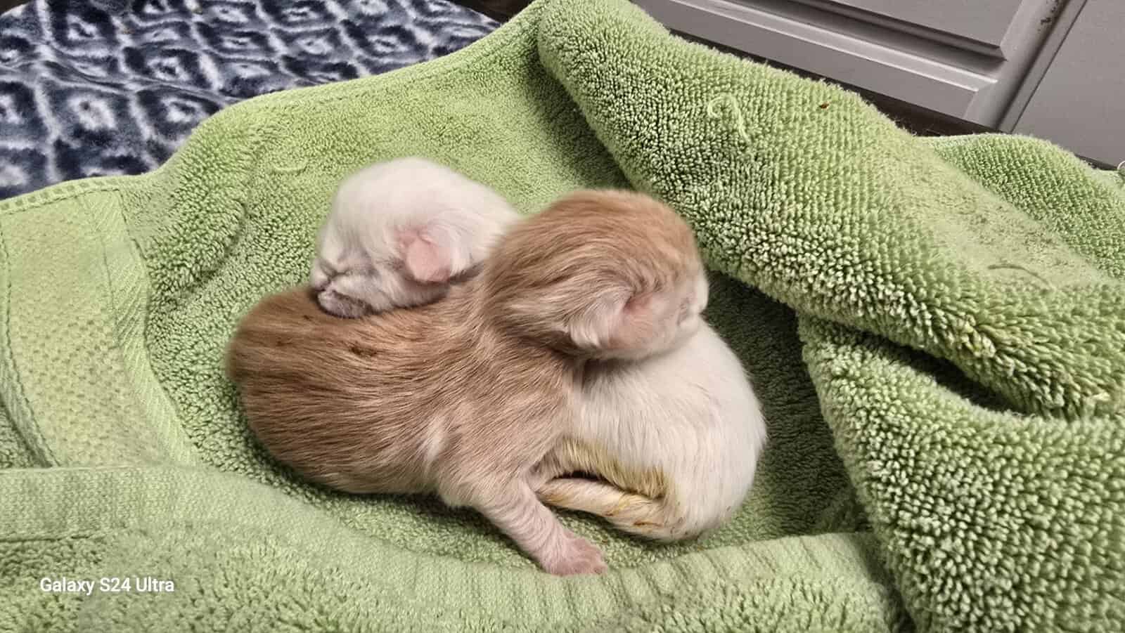 2 Purebred Maine Coon Kittens available image 10
