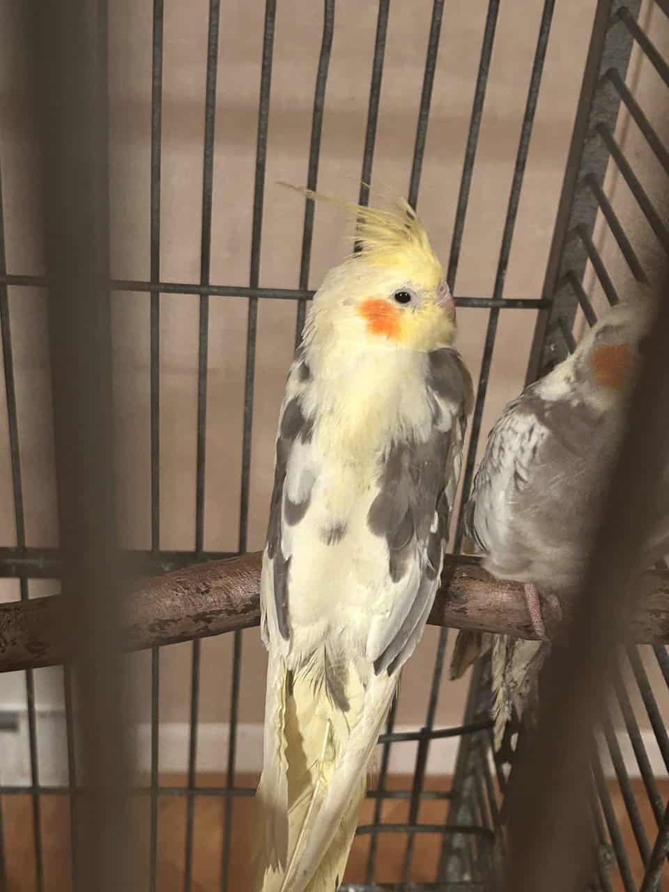 Cockatiel for sale image 10