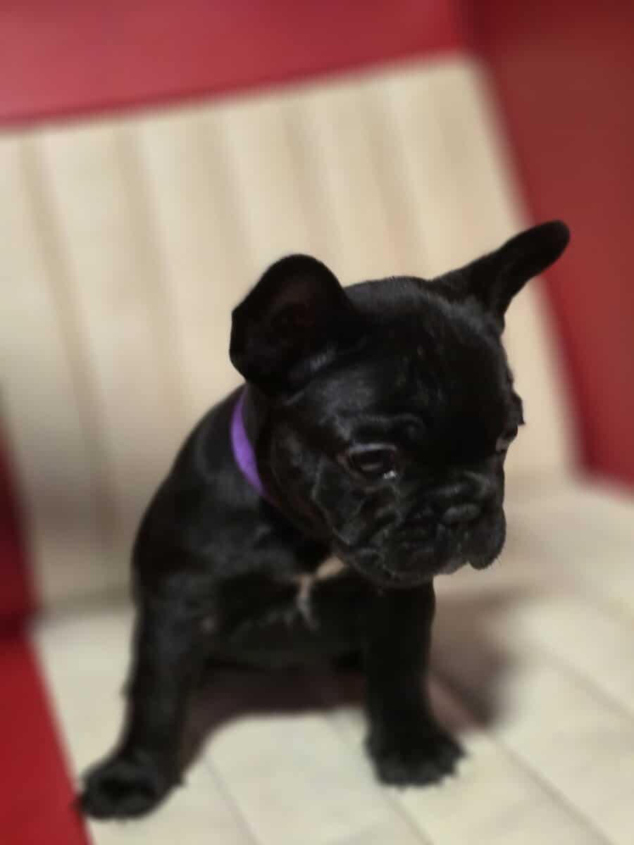 French bulldog puppies image 6