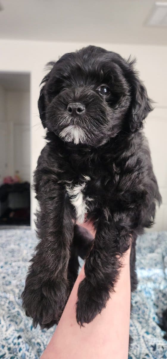 Designer Shorkipoo Puppies image 5