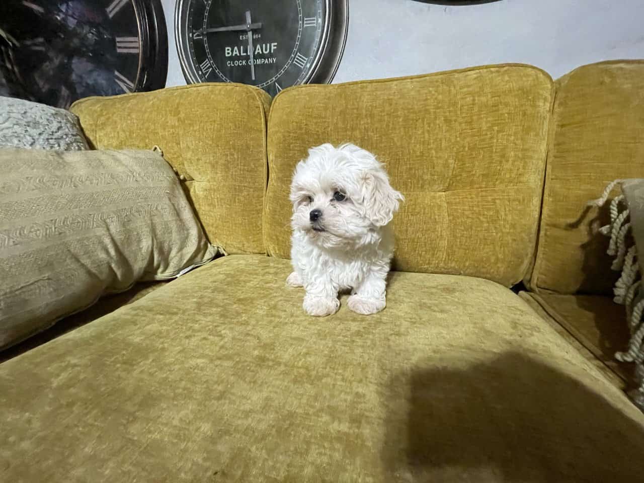 Shih-Poo Puppy image 1