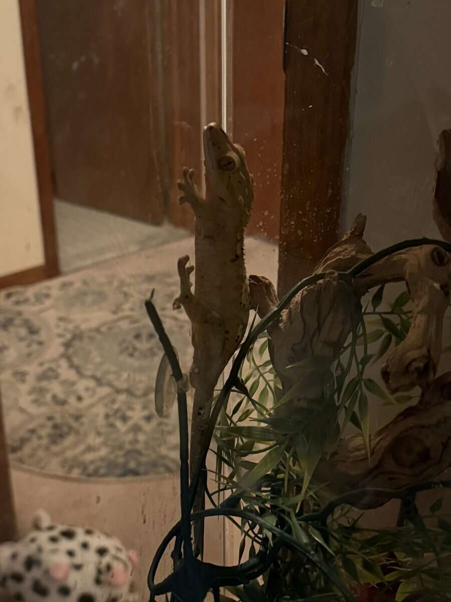 Crested Gecko, cage and supplies for sale image 3