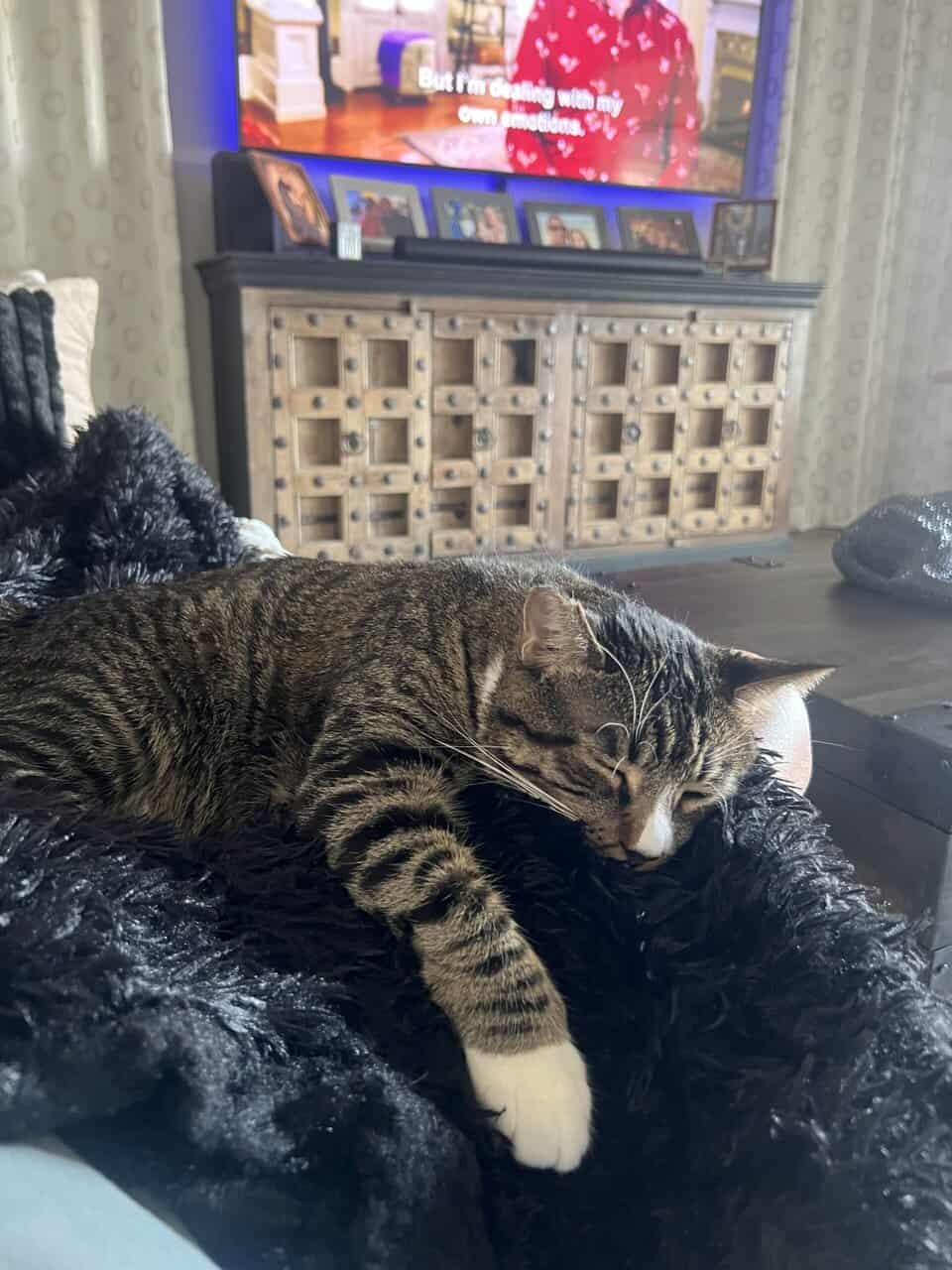 Needing a home for my Cat image 4