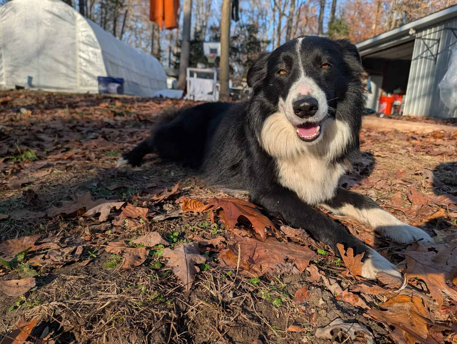 Border Collie Puppies image 6