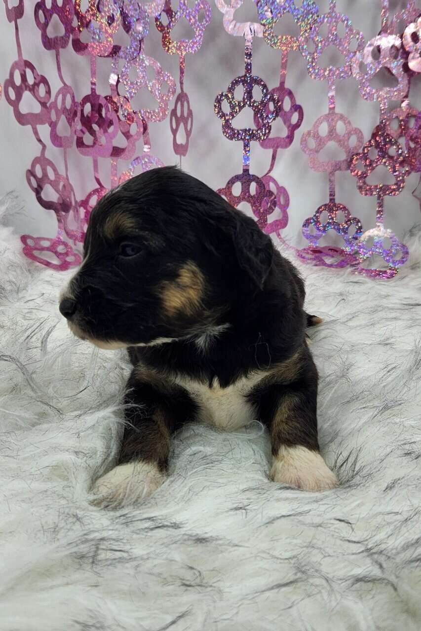6 Mini Aussidoodles image 6