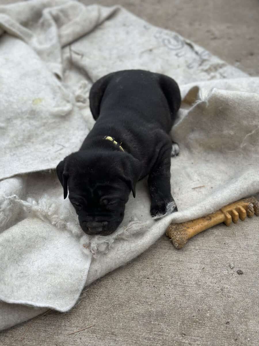 Cane Corso puppies available image 4