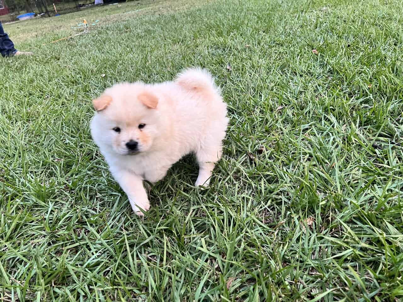 Female chow chow image 2