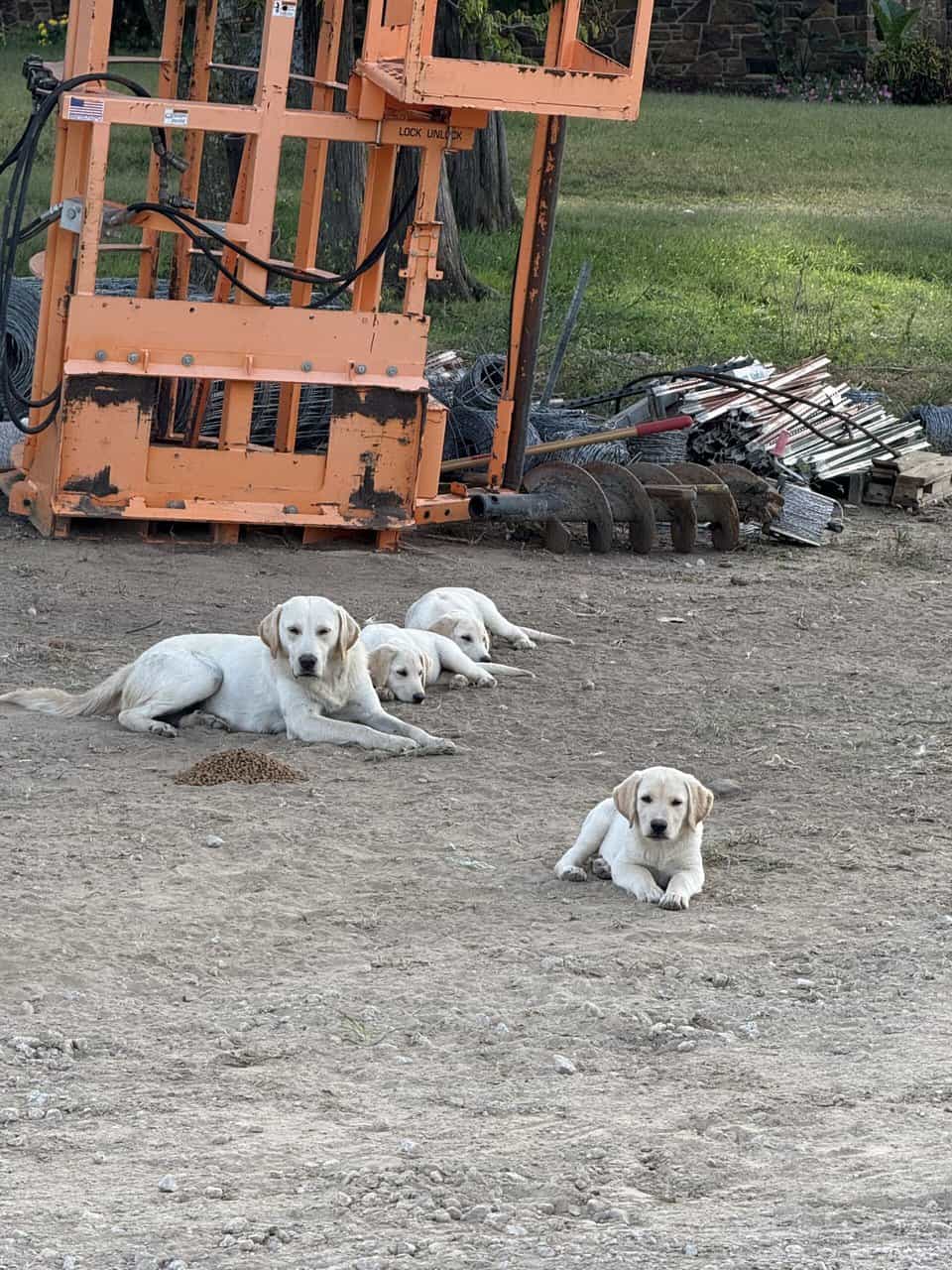 Male Lab puppy image 1