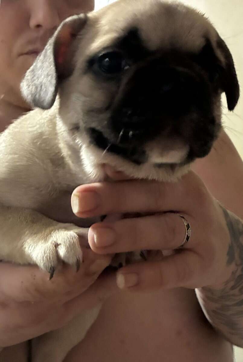 3 frenchie girls looking for their forever home! image 3