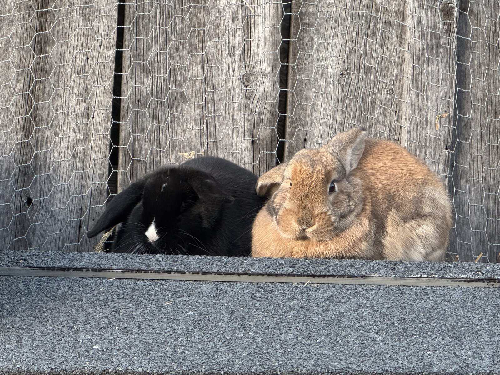 Bunnies looking for loving homes image 1