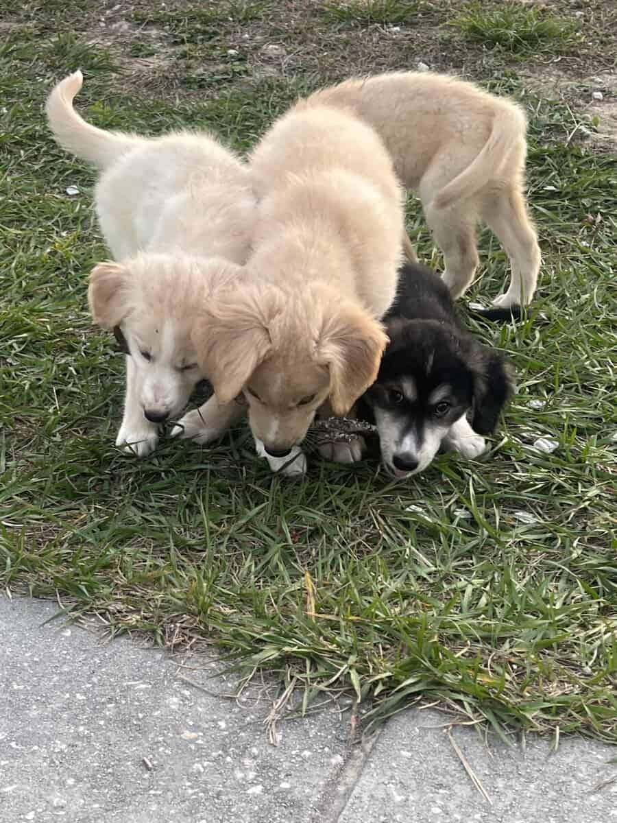 Goberian Puppies image 4