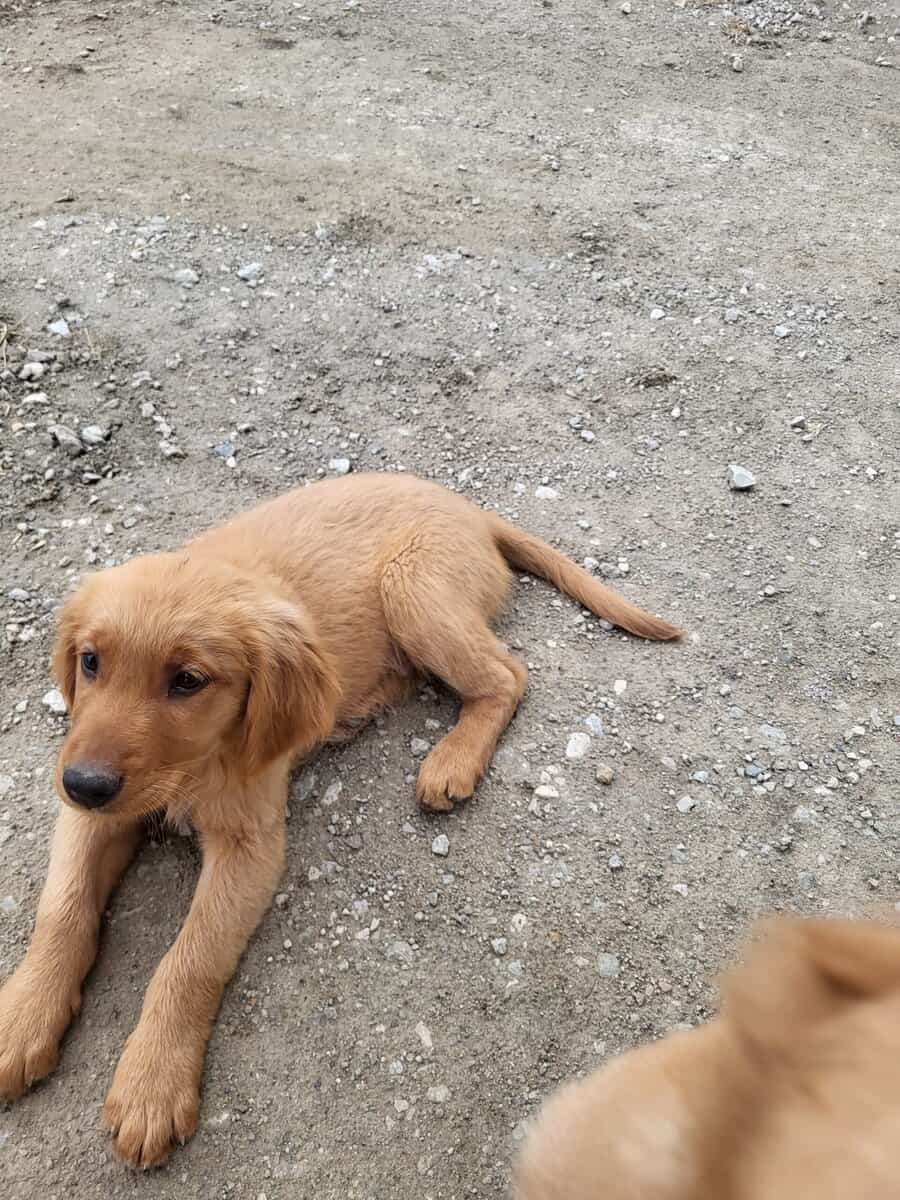 Golden Retriever pups (dark) image 1