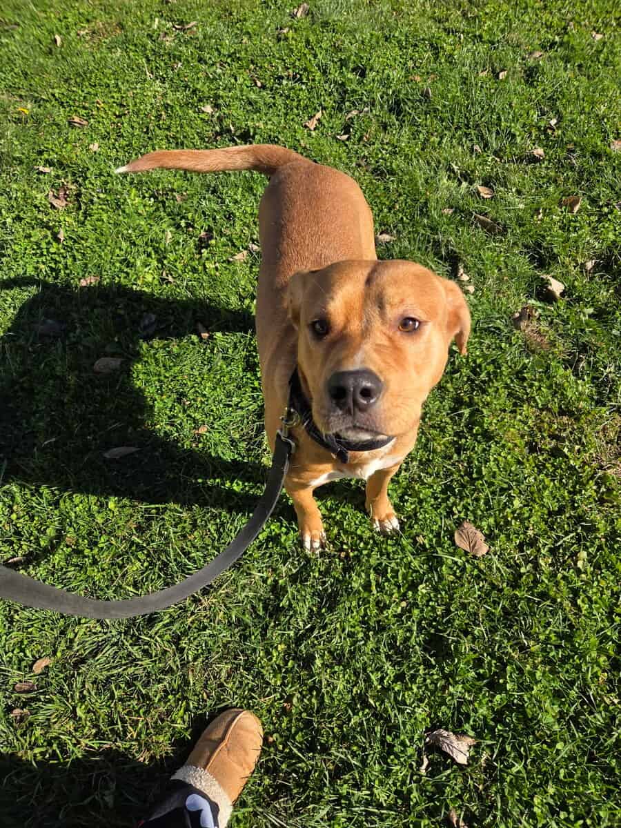 Pit mix to a good home image 5