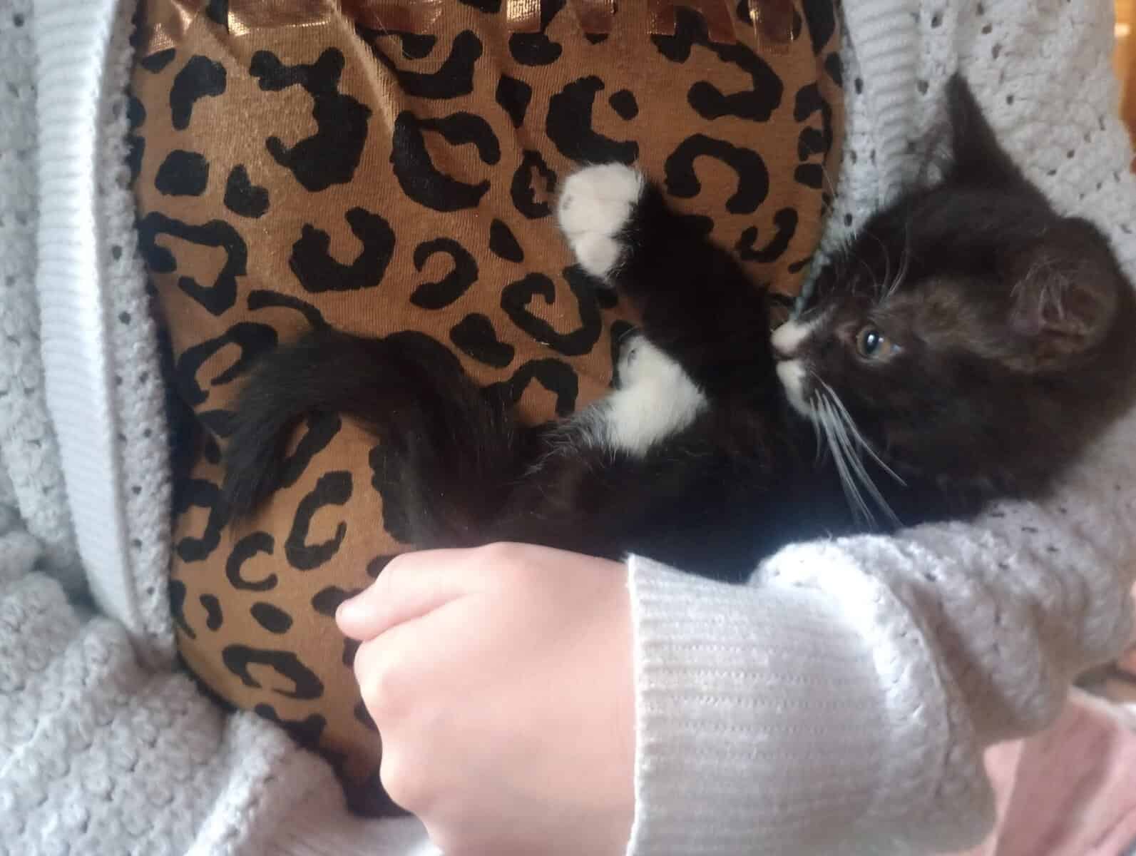 Tuxedo Kitten image 2