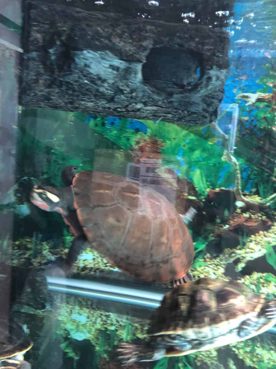 Turtles lost there mom to cancer image 20