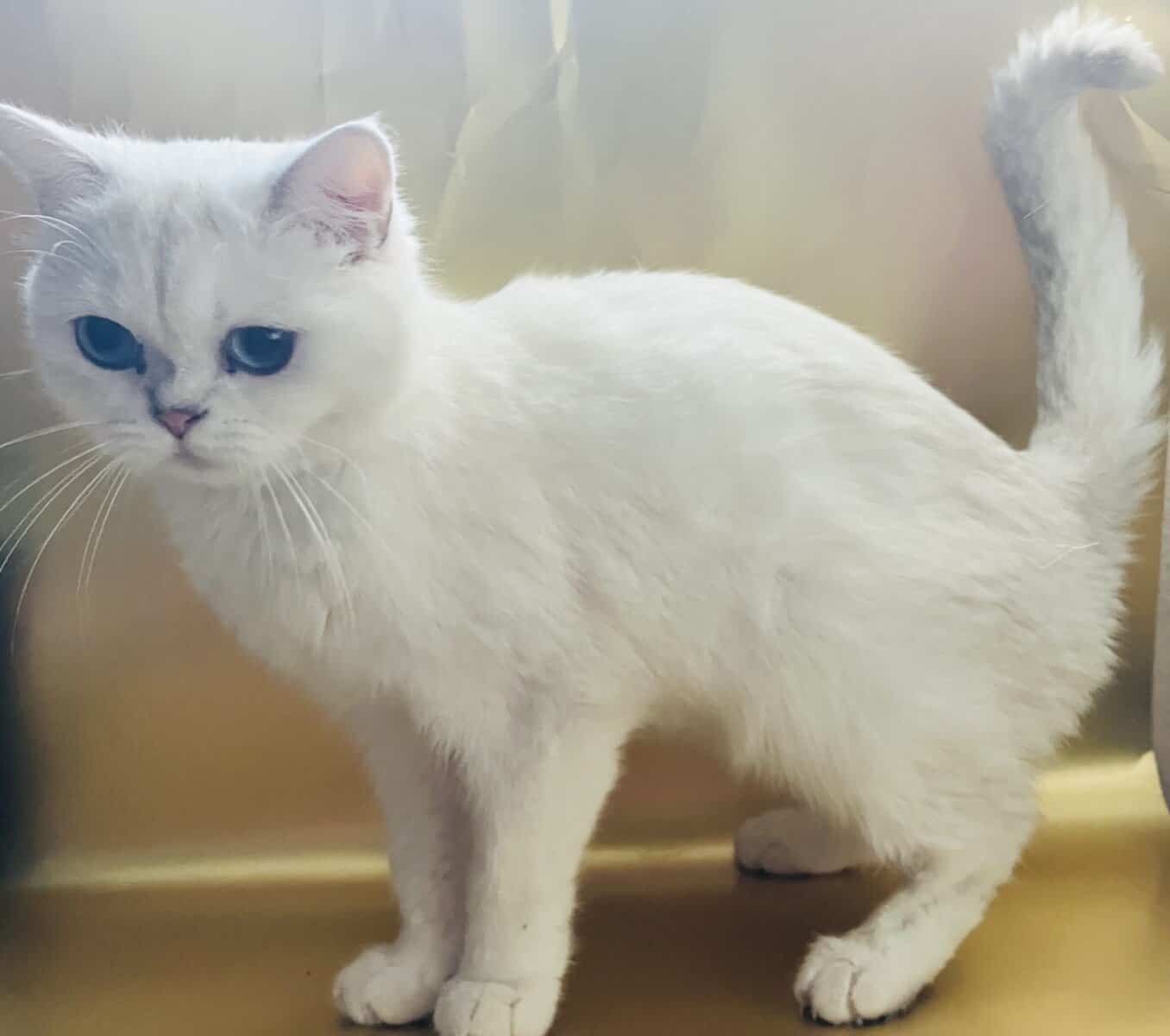 British Shorthair | Phoenix az image 1