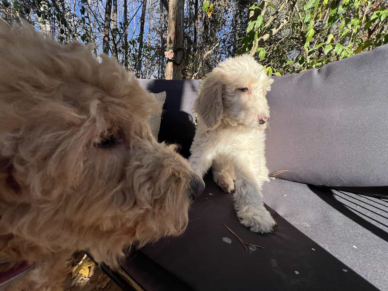 Female Goldendoodle puppy image 6