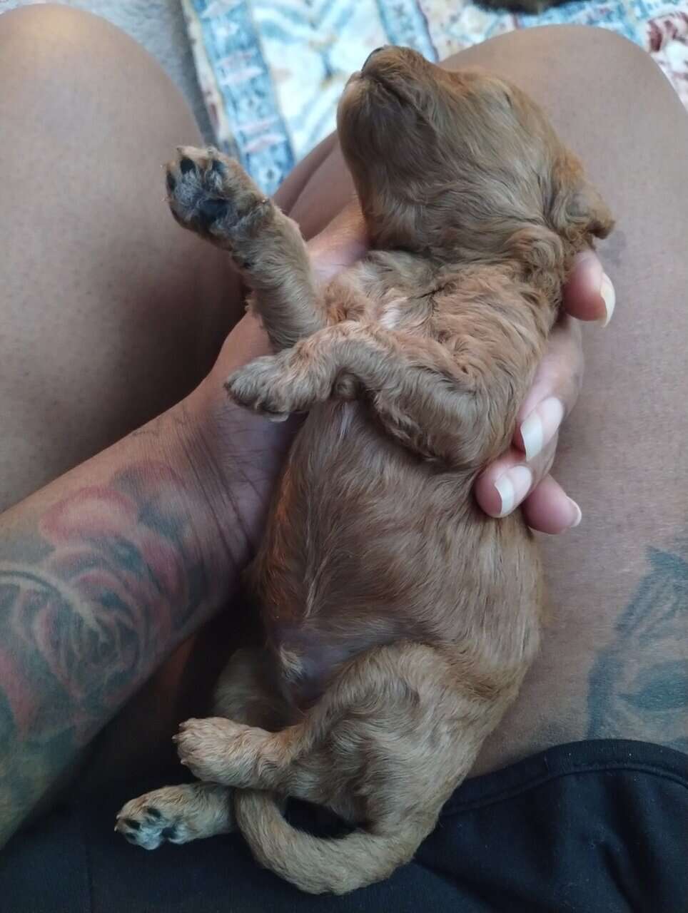 Cavapoo puppies! Ready for you to love! image 6