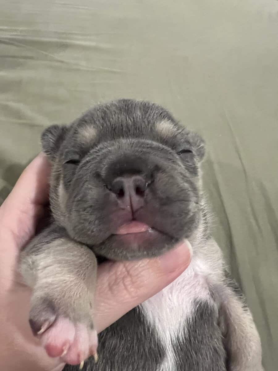 French Bulldog Puppies image 14