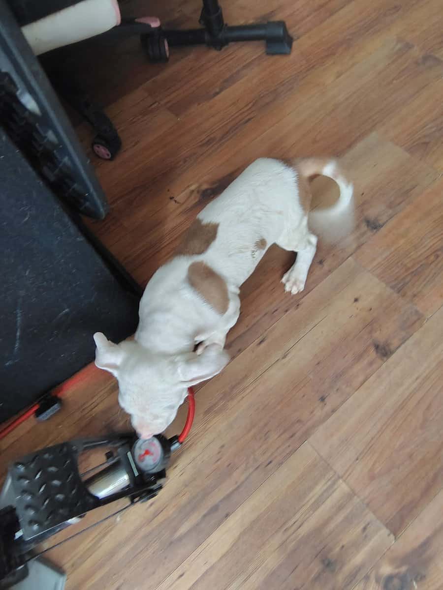 Pitbull puppies need rehoming ASAP image 8
