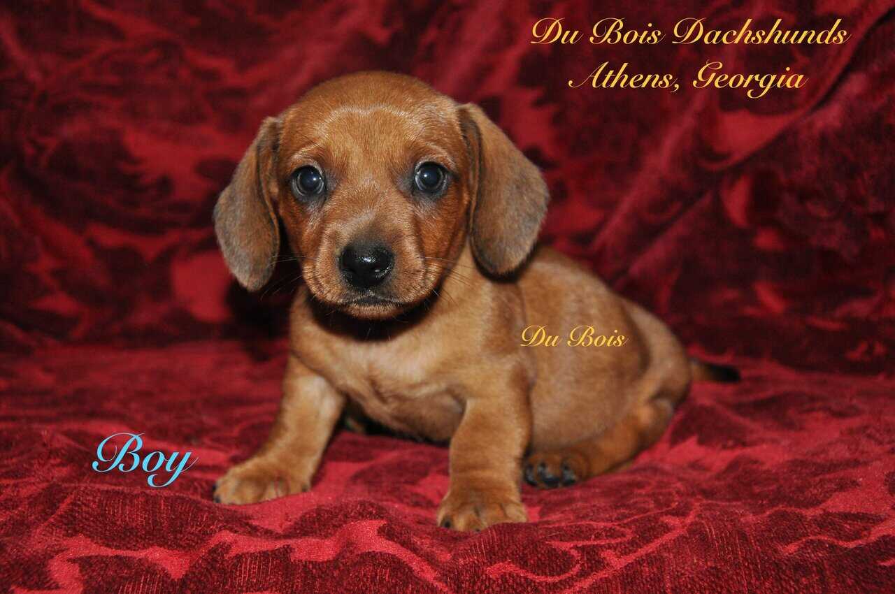 Miniature Dachshunds for sale image 4