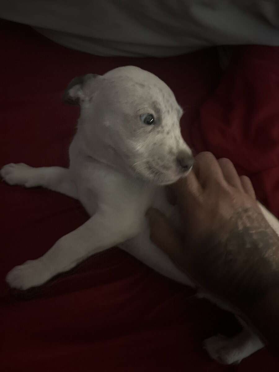 American pitbull terrier/Sharpei mix image 4