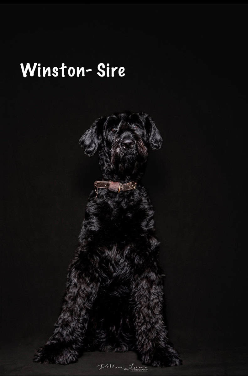 Giant Schnauzer Puppies image 1