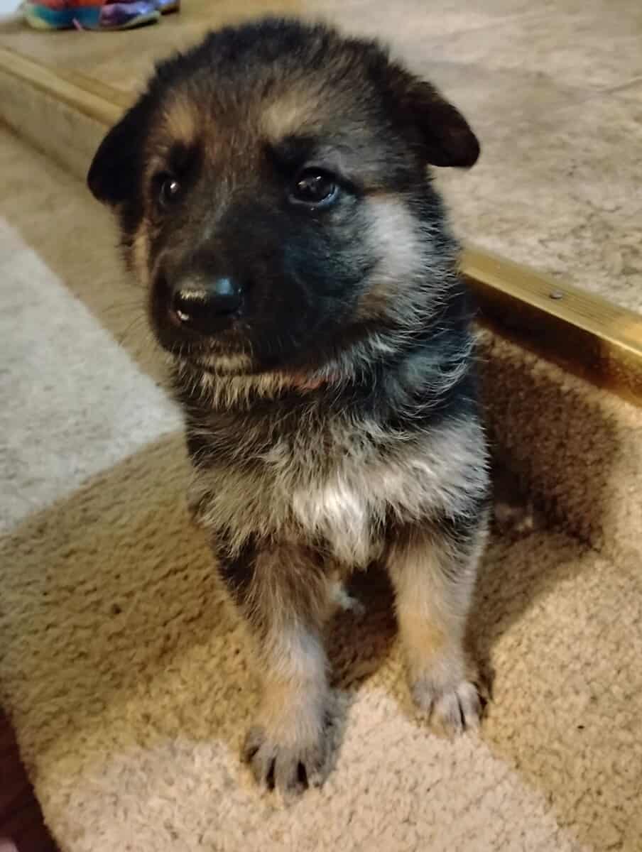 AKC German Shepherd puppies image 3
