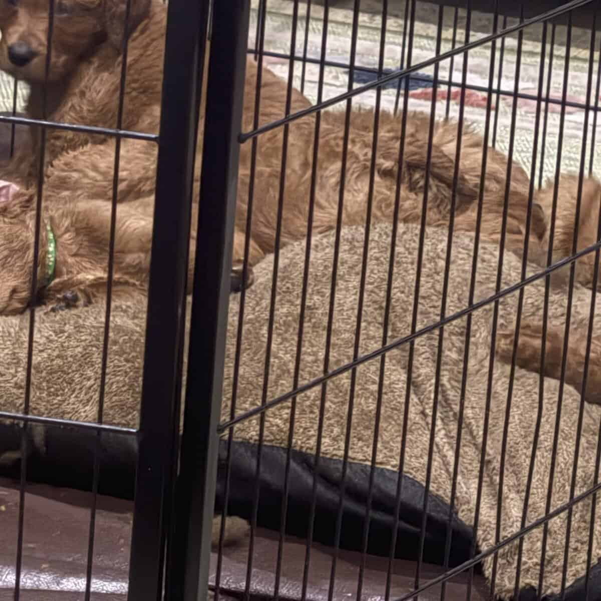 Litter of 7 Teddy Bear like Goldendoodles image 9