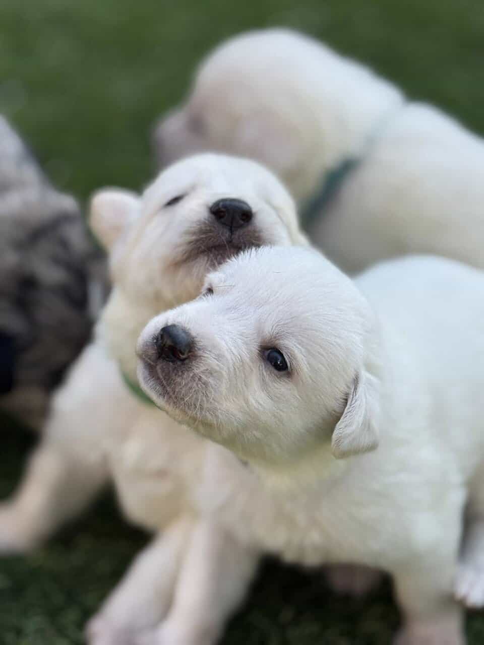 Great Pyrenees × Australian Shepherd × Lab Puppies image 6