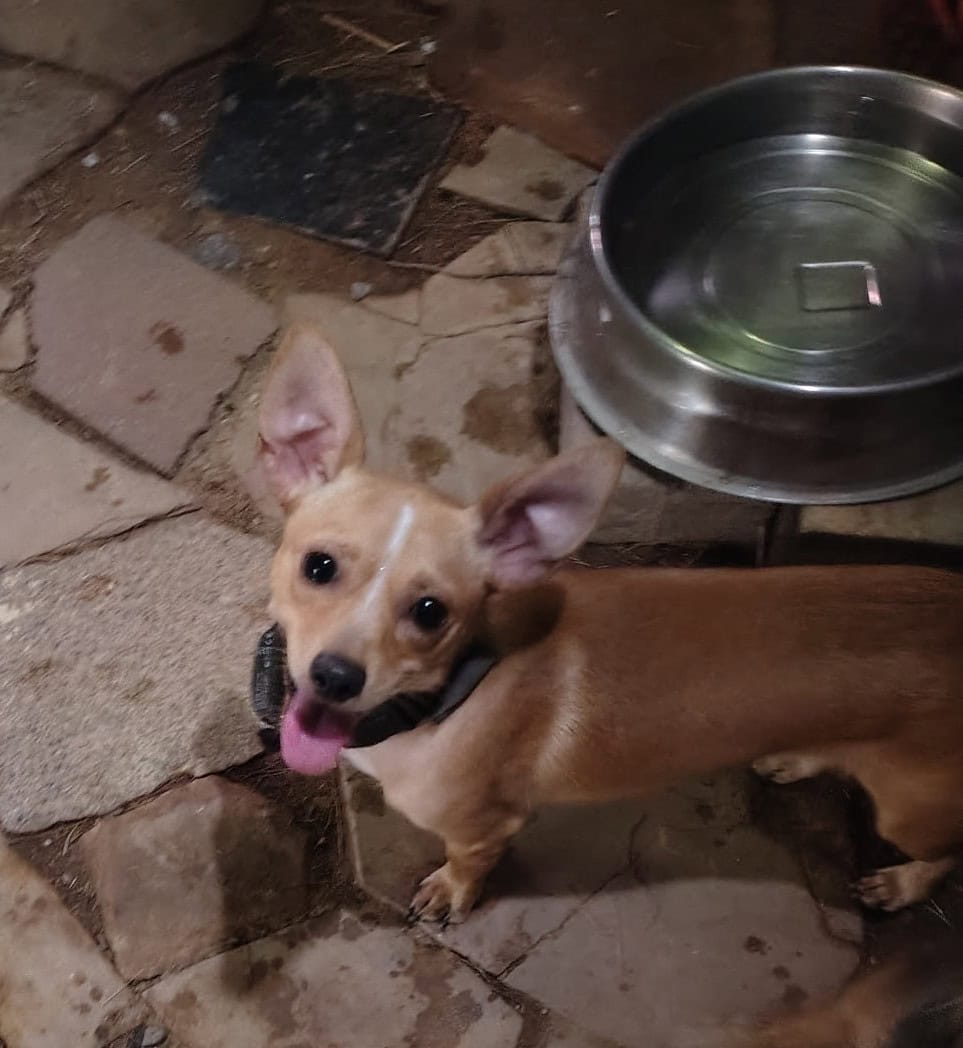 Male 1 year image 2