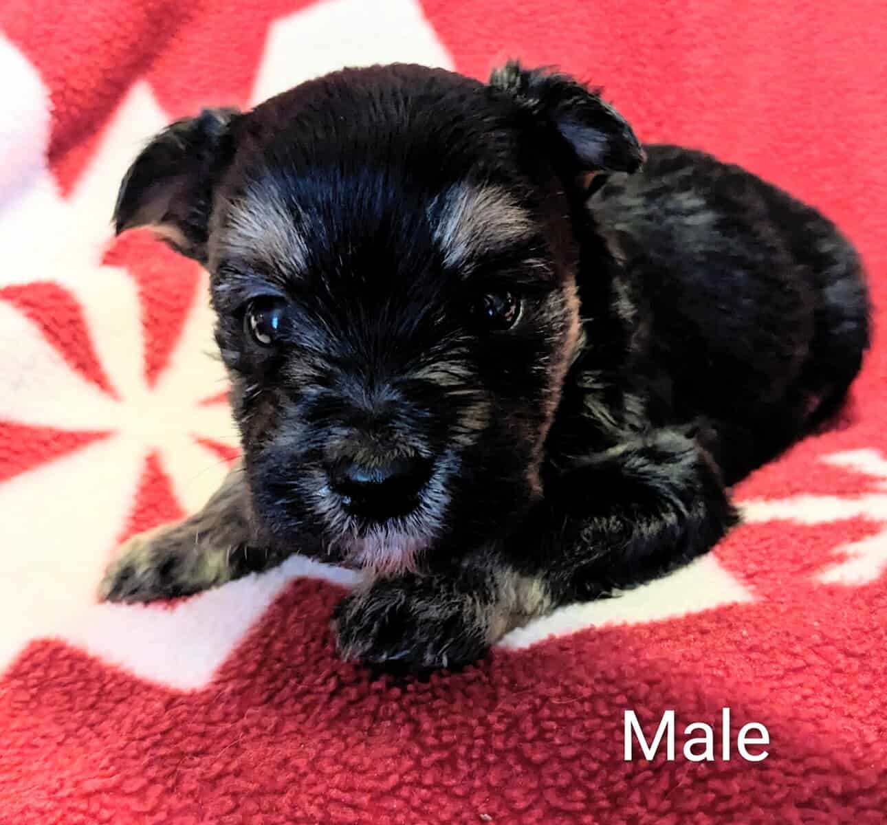 Morkie Male Puppies image 2